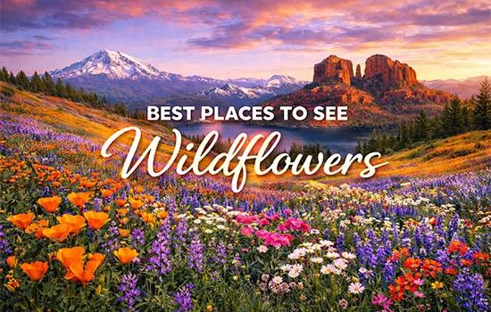 Best Places to See Wildflowers in the USA: Complete Seasonal Guide